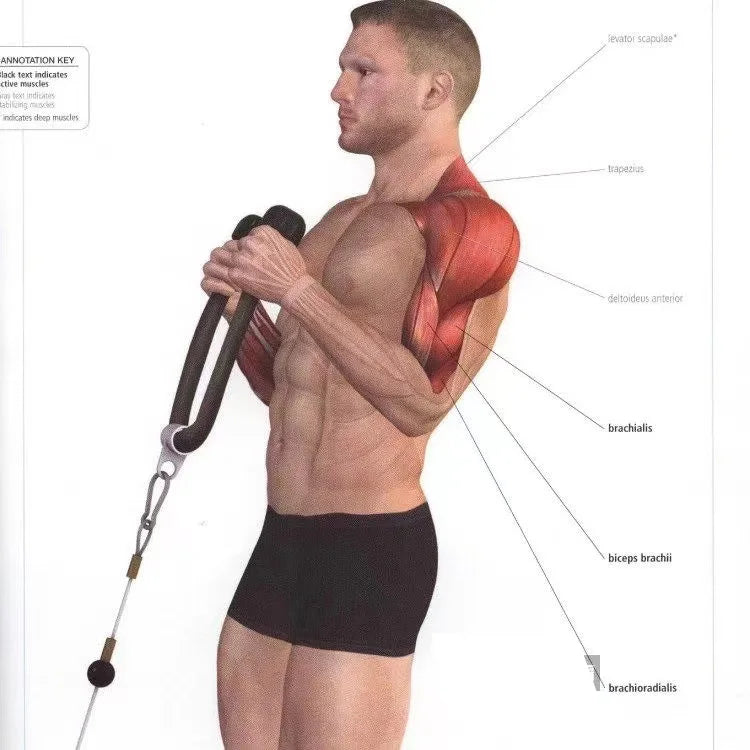 Triceps & Back Workout Rope Handle