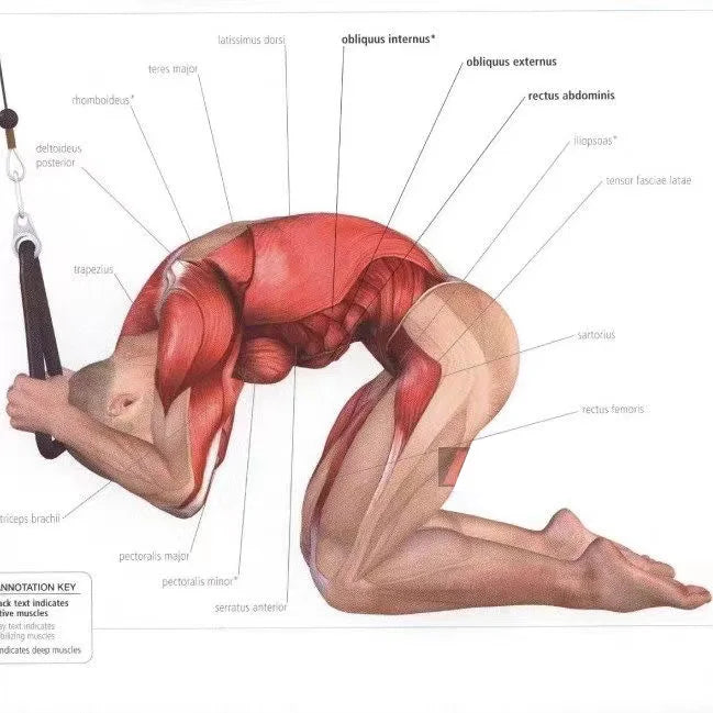 Triceps & Back Workout Rope Handle
